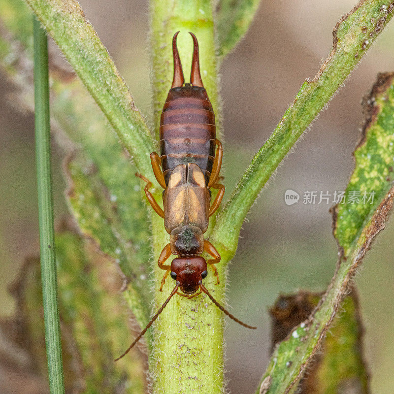 耳孔虫(Forficula auricularia)，普通蠼螋。